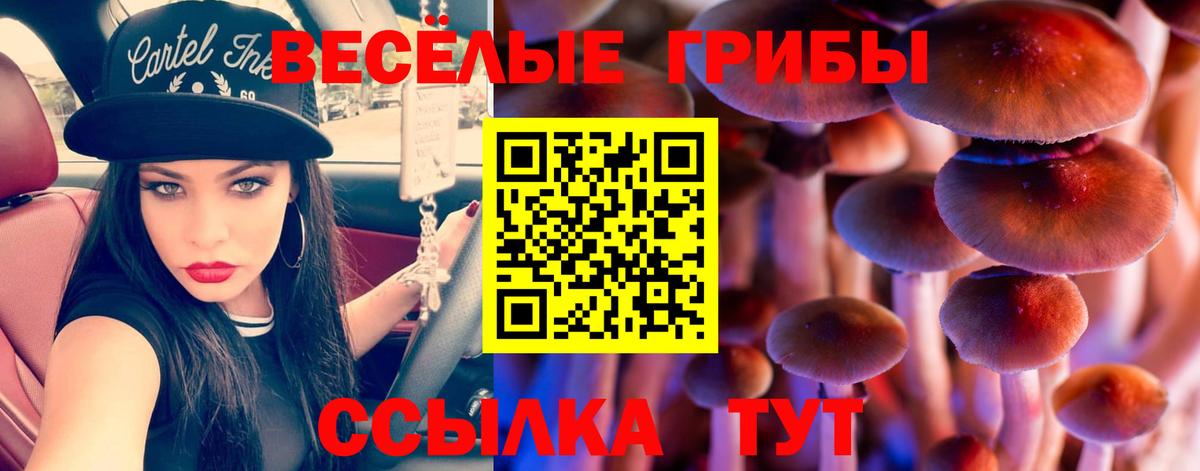 Псилоцибиновые грибы Psilocybe  купить наркотик  Новочебоксарск  Вход с VPN 